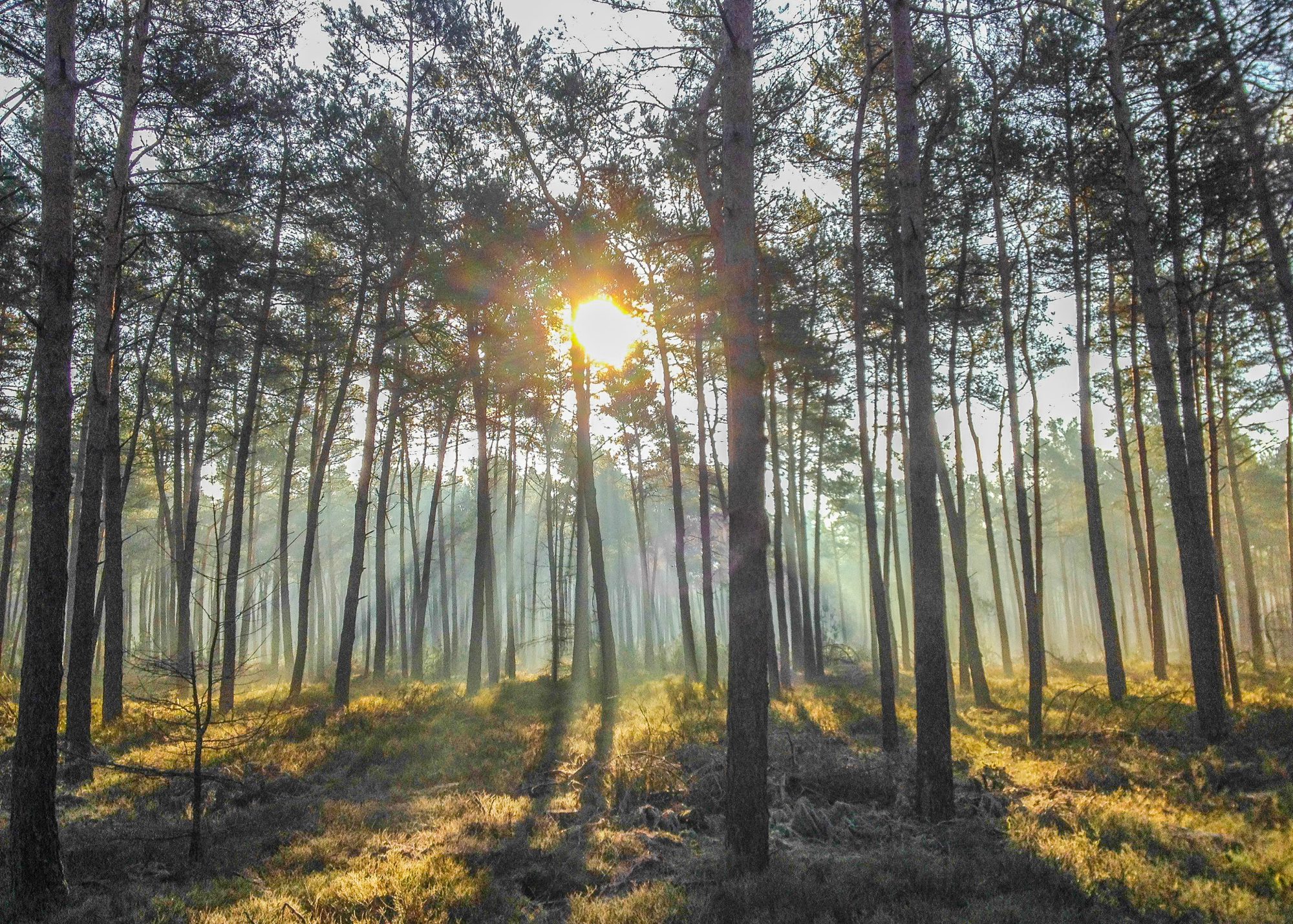 Wandeling met de boswachter 6+