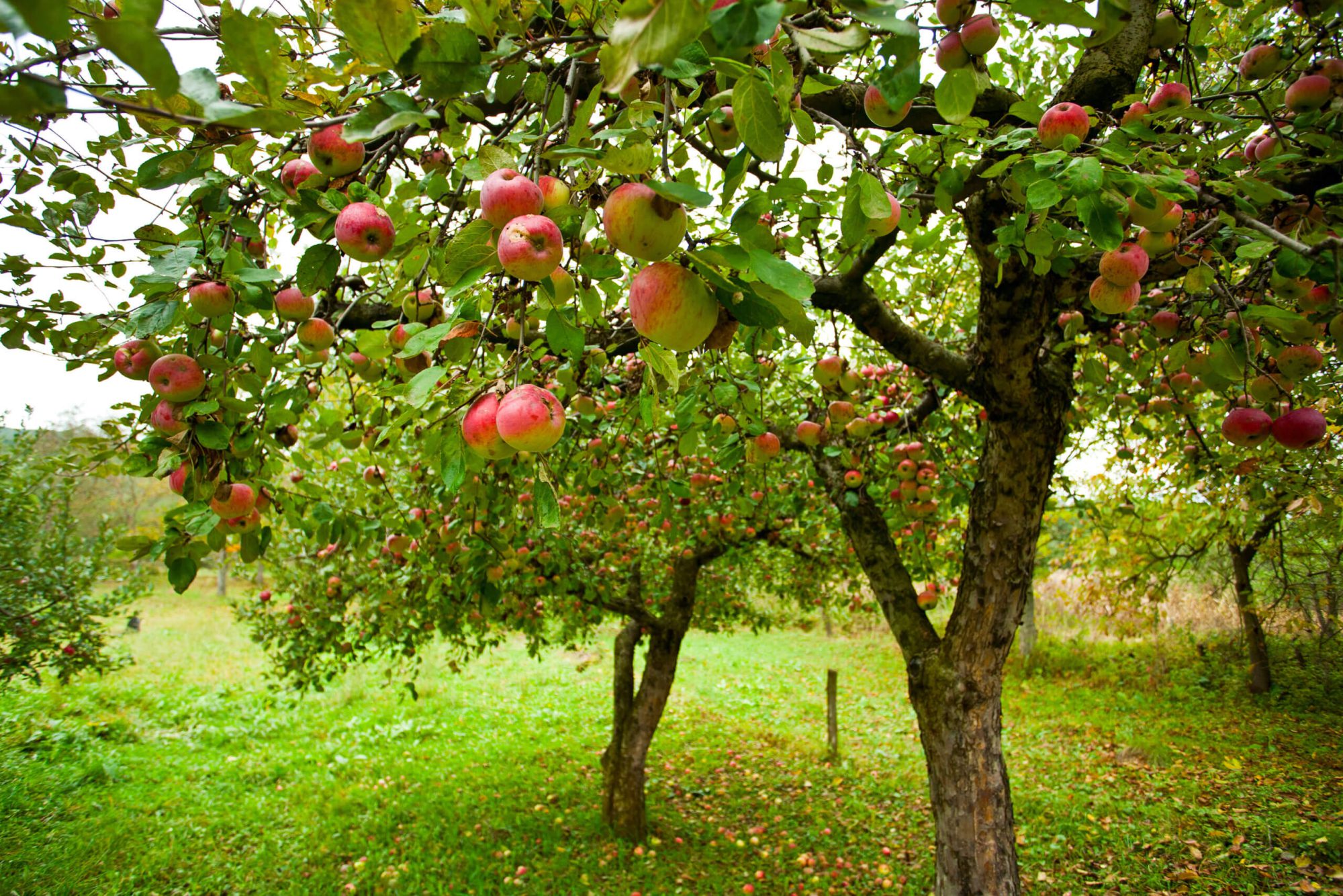 Fruitbomendag Ouder en kind